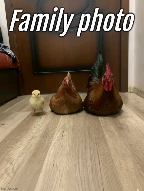 Chiknz | Family photo | image tagged in memez | made w/ Imgflip meme maker
