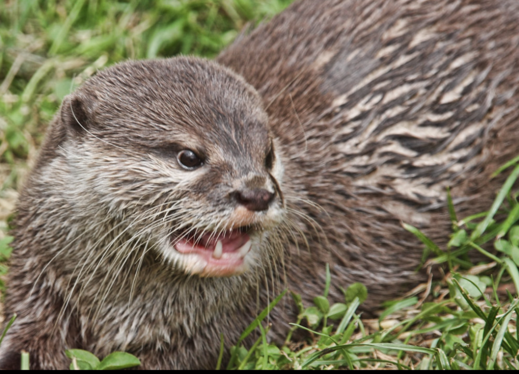 Otter Blank Meme Template