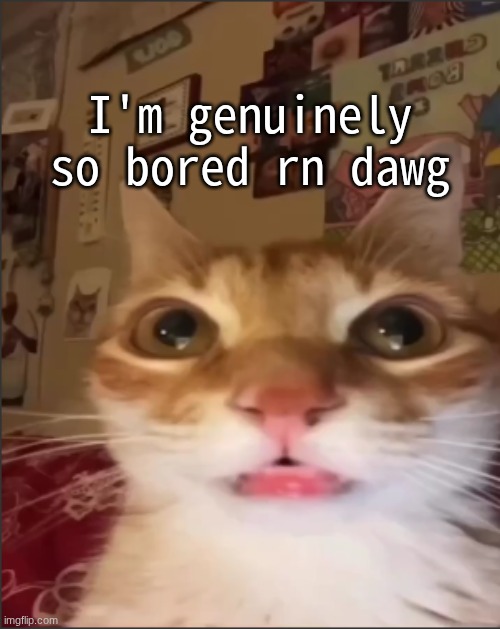 mfw idk what to do | I'm genuinely so bored rn dawg | image tagged in orange cat stare,sans le topic | made w/ Imgflip meme maker