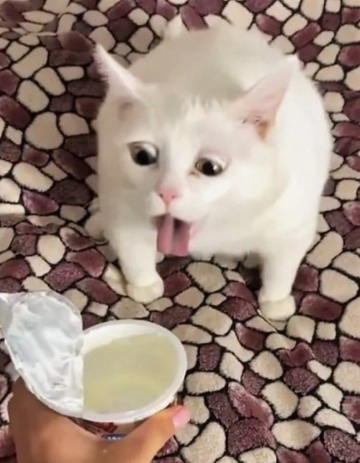 cat yogurt Blank Meme Template