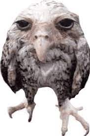 owl Blank Meme Template