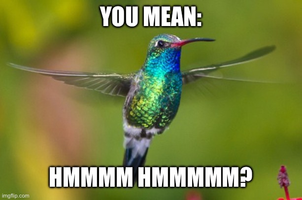 hummingbird | YOU MEAN:; HMMMM HMMMMM? | image tagged in hummingbird | made w/ Imgflip meme maker