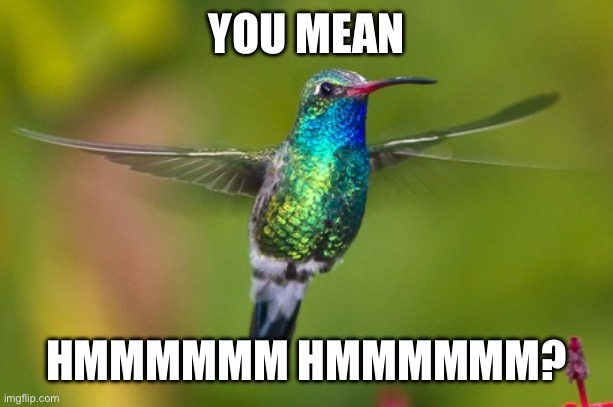 Don’t Know the Words? Just hum | YOU MEAN; HMMMMMM HMMMMMM? | image tagged in hummingbird,words | made w/ Imgflip meme maker