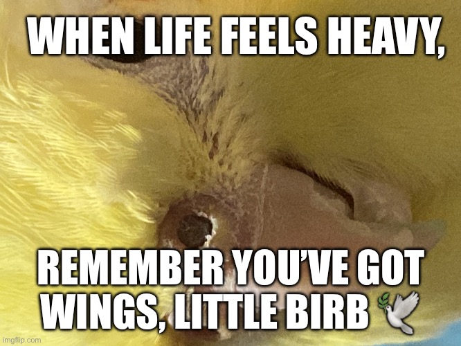 Advice from wise cockatiel | WHEN LIFE FEELS HEAVY, REMEMBER YOU’VE GOT WINGS, LITTLE BIRB 🕊️ | image tagged in birds | made w/ Imgflip meme maker