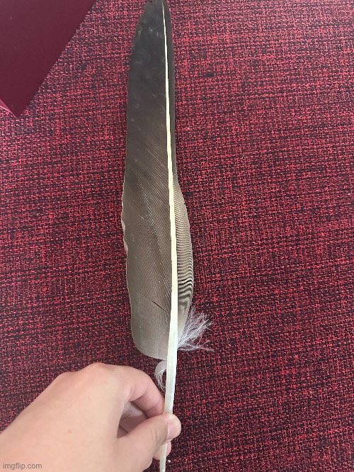 An vulture’s feather | image tagged in animals | made w/ Imgflip meme maker