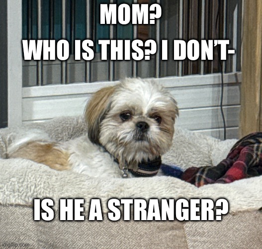 Scared Dog | WHO IS THIS? I DON’T-; MOM? IS HE A STRANGER? | image tagged in scared dog | made w/ Imgflip meme maker