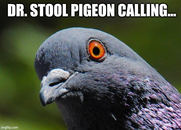 DR. STOOL PIGEON CALLING... | image tagged in pigeon | made w/ Imgflip meme maker