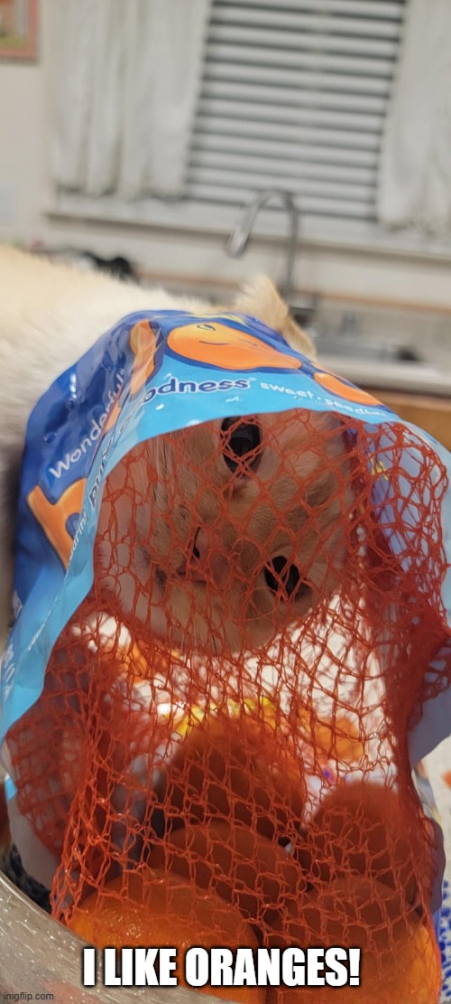 Azzy be like: | I LIKE ORANGES! | image tagged in funny cats | made w/ Imgflip meme maker