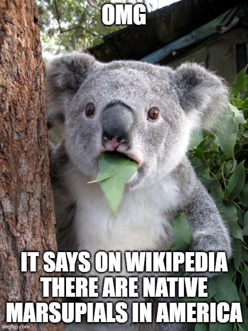 American Marsupials. | OMG; IT SAYS ON WIKIPEDIA THERE ARE NATIVE MARSUPIALS IN AMERICA | image tagged in memes,surprised koala,meanwhile in australia,america | made w/ Imgflip meme maker