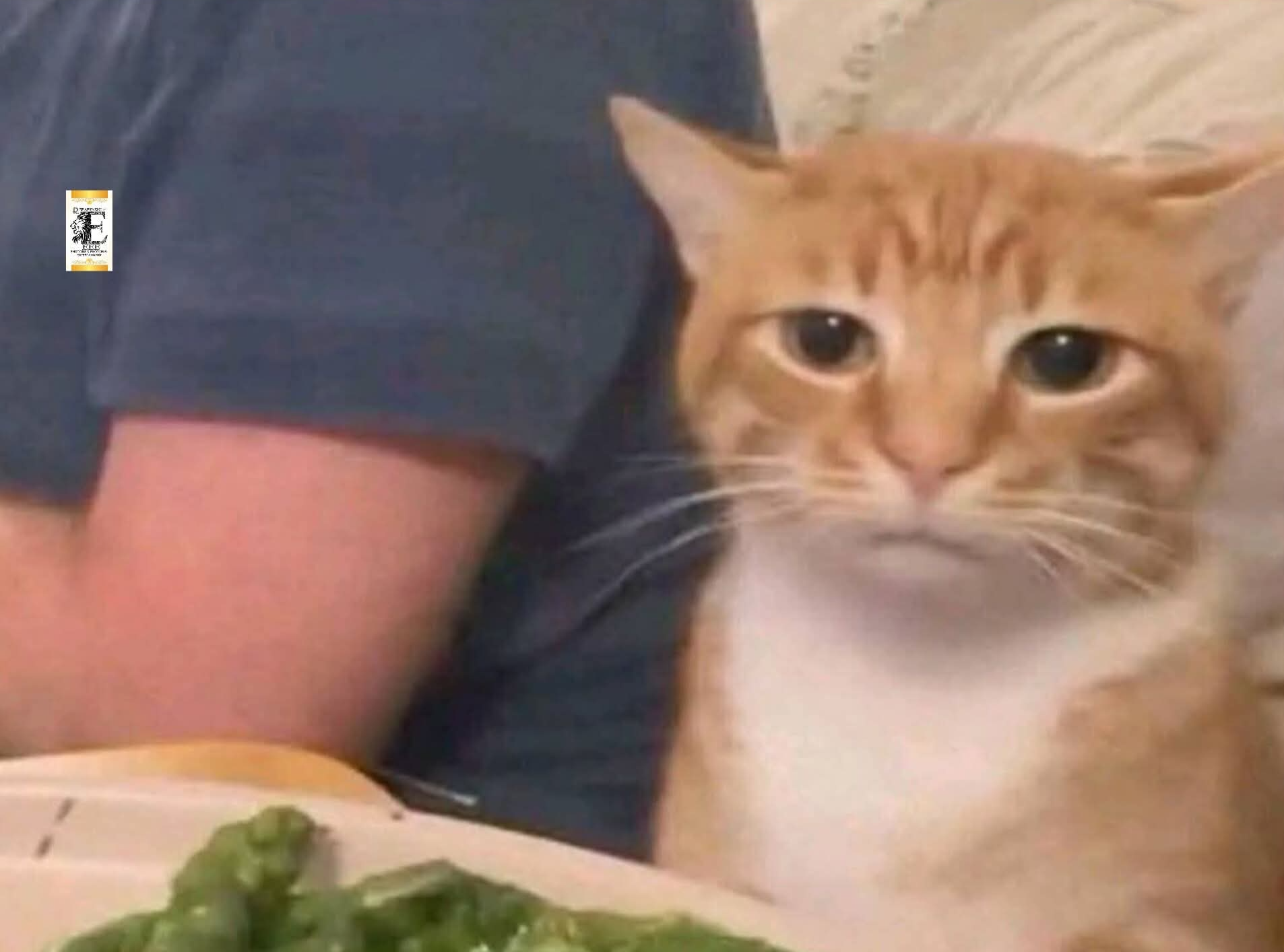 Sad cat Blank Meme Template