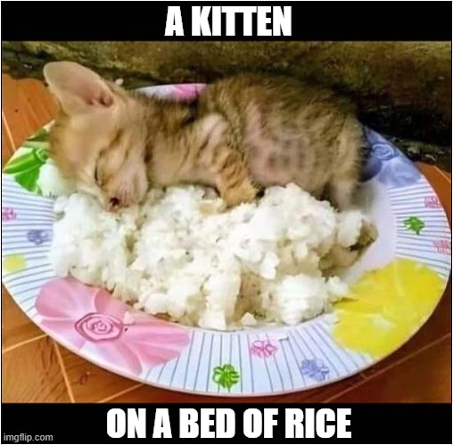 Looks Tasty ! | A KITTEN; ON A BED OF RICE | image tagged in cats,kitten,bed,rice | made w/ Imgflip meme maker