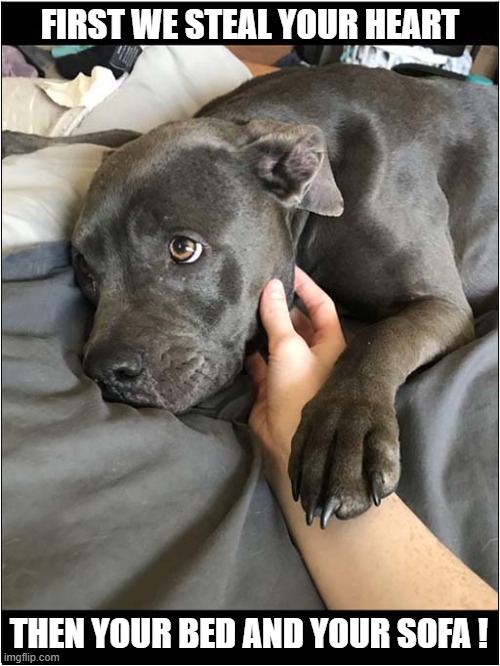 Awww ! | FIRST WE STEAL YOUR HEART; THEN YOUR BED AND YOUR SOFA ! | image tagged in dogs,puppy,stealing,hearts | made w/ Imgflip meme maker