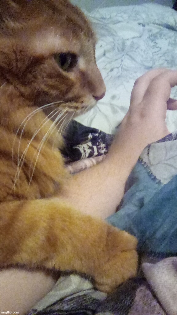 Johnny cash, PLEASE let go of my arm. I love you cat but holy crap do you ever love me | made w/ Imgflip meme maker