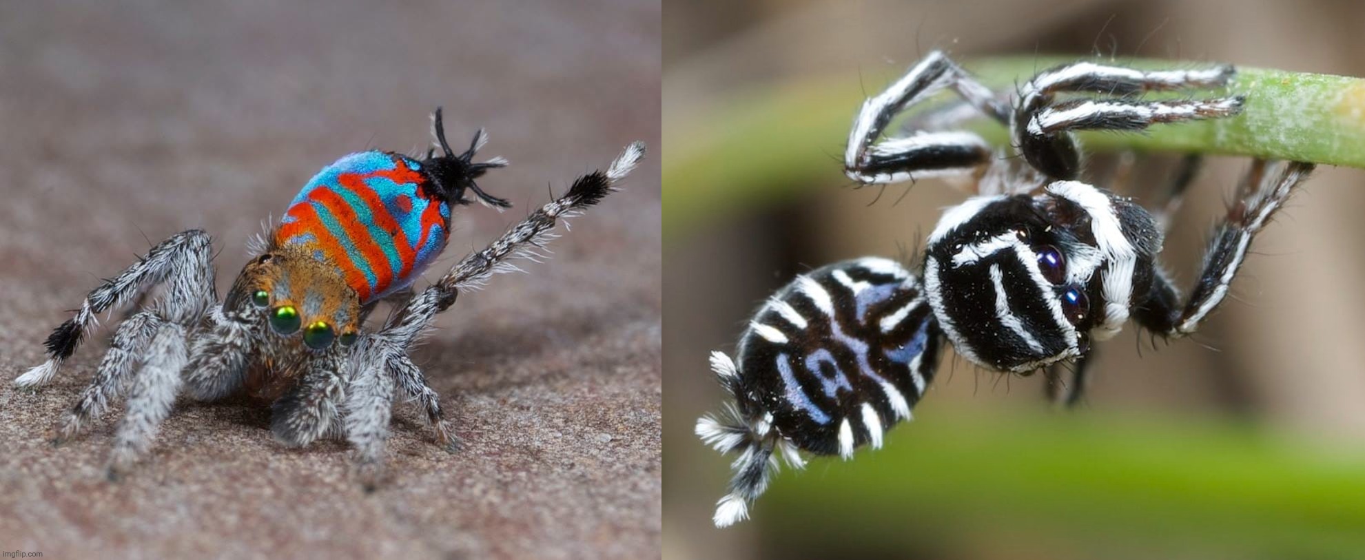 This is the sparklemuffin and skeletorus peacock spiders. I really like peacock spiders they're my favourite spider | made w/ Imgflip meme maker
