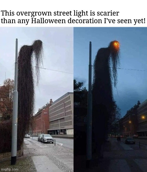 Fright light | This overgrown street light is scarier than any Halloween decoration I've seen yet! | image tagged in scary,street,light,halloween,decorating,spooky month | made w/ Imgflip meme maker
