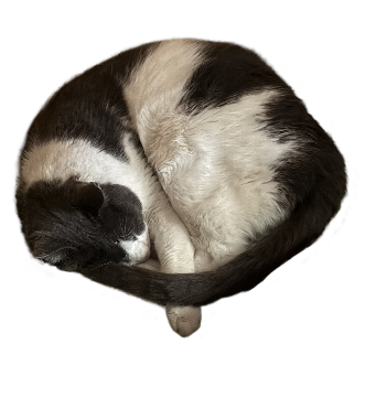 Storm The Cat Blank Meme Template