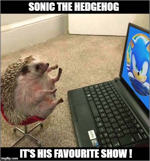 One Happy Viewer ! | SONIC THE HEDGEHOG; IT'S HIS FAVOURITE SHOW ! | image tagged in hedgehog,sonic the hedgehog,favourite,tv show | made w/ Imgflip meme maker