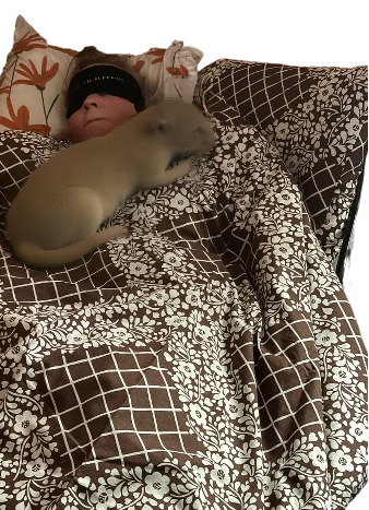 Fulheten and rat Blank Meme Template