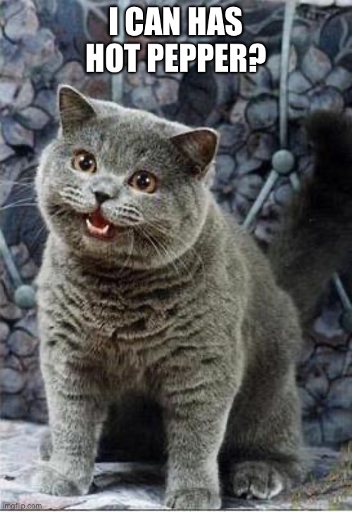 I can has cheezburger cat | I CAN HAS HOT PEPPER? | image tagged in i can has cheezburger cat | made w/ Imgflip meme maker