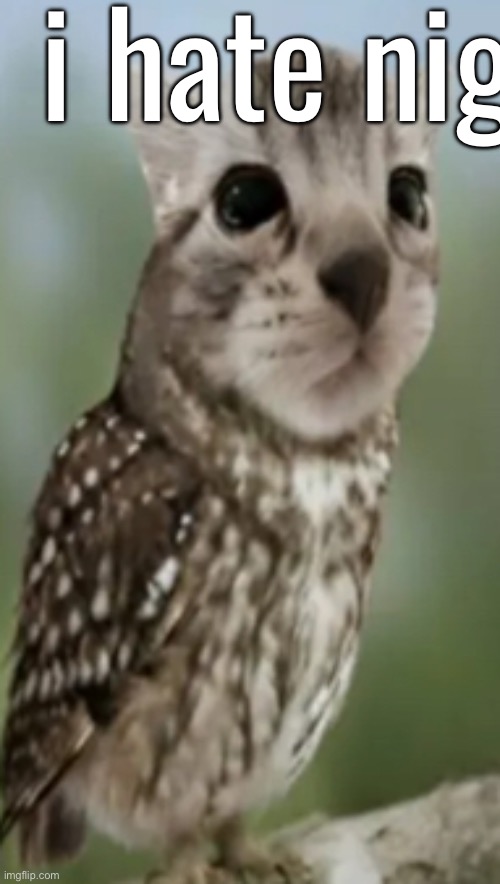 meowl | i hate nighters | image tagged in meowl | made w/ Imgflip meme maker