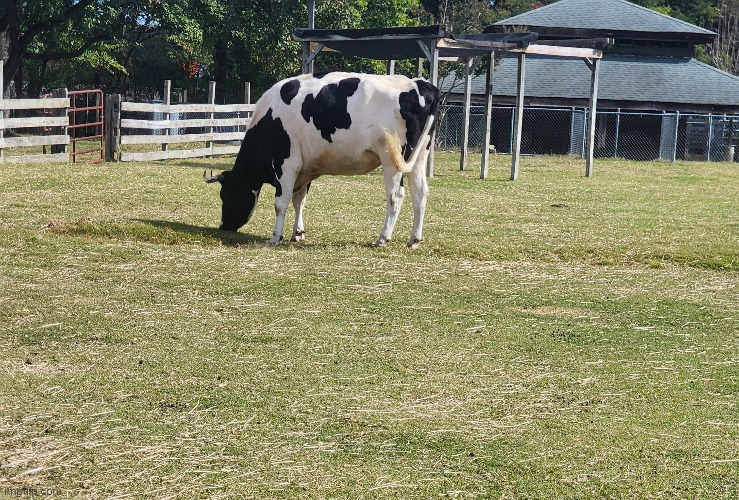 cow | image tagged in cow | made w/ Imgflip meme maker