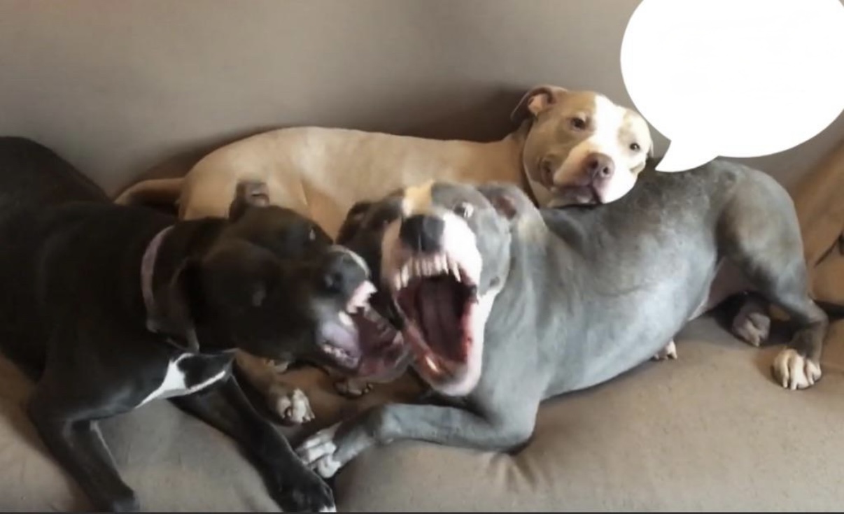 Chill Pittie Blank Meme Template