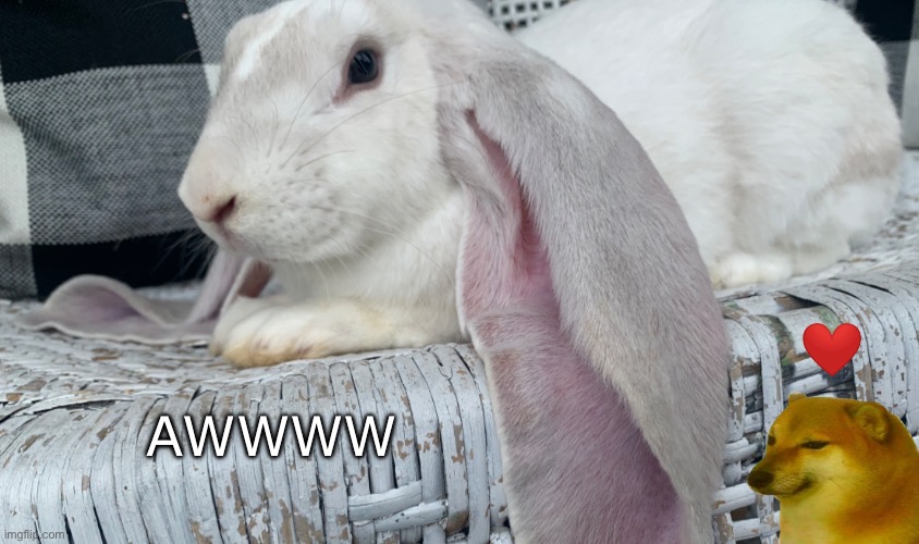 bnuuy of the day 10/25 | AWWWW | image tagged in bunny,bnuuy,aww | made w/ Imgflip meme maker