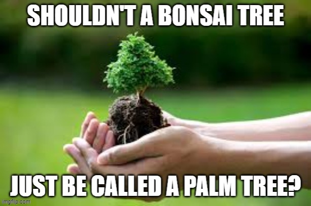 Why isn't a Bonsai tree called a palm tree?   --  funny  -- | image tagged in funny,play on words,tree,humor,name,funny meme | made w/ Imgflip meme maker