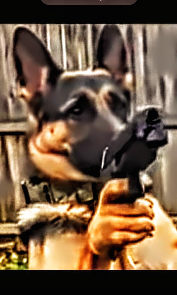 Armed Guard Dog Blank Meme Template