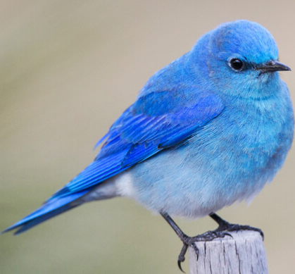 Fat Bird Blank Meme Template