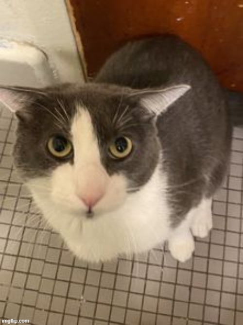 unsogger cat | made w/ Imgflip meme maker