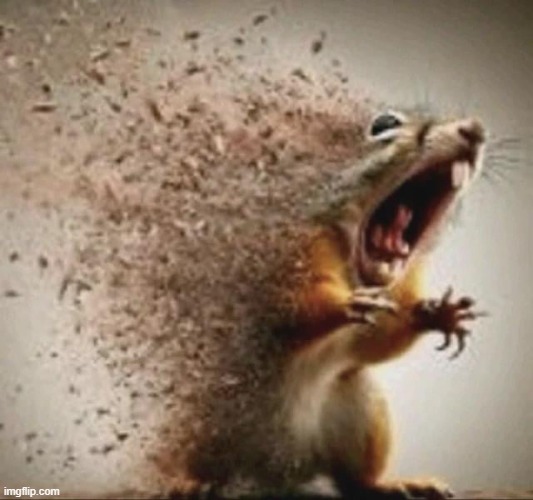 badass squirrel disintegrating | image tagged in badass squirrel disintegrating | made w/ Imgflip meme maker