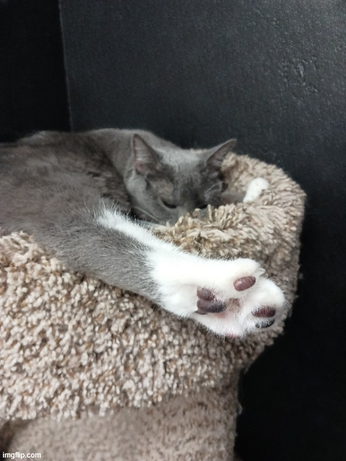 toe beans | made w/ Imgflip meme maker