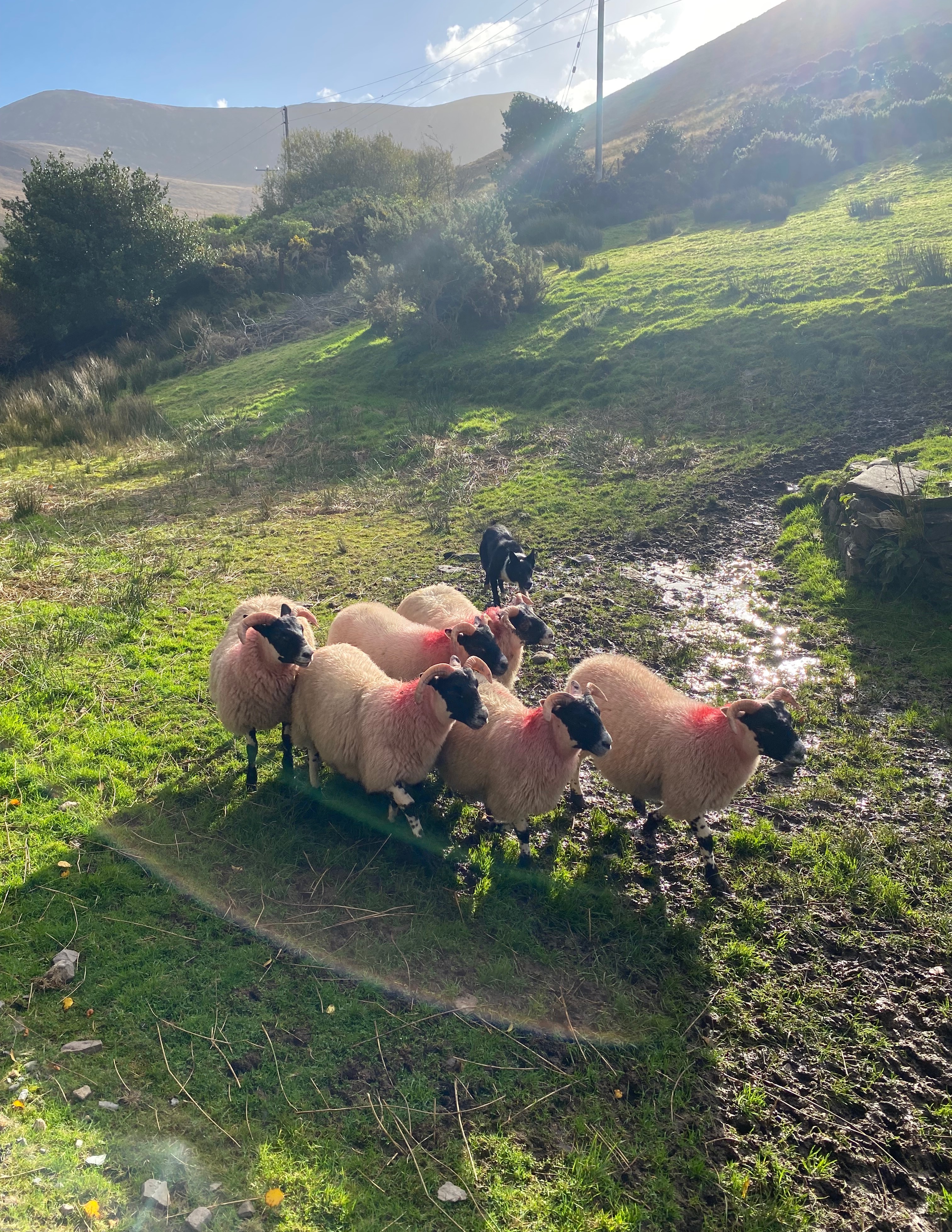 “That’ll Do” | image tagged in picture,ireland,sheep dog,so cool | made w/ Imgflip meme maker