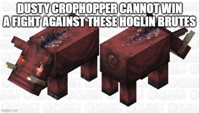 Hoglin Brutes | DUSTY CROPHOPPER CANNOT WIN A FIGHT AGAINST THESE HOGLIN BRUTES | image tagged in hoglin brutes | made w/ Imgflip meme maker