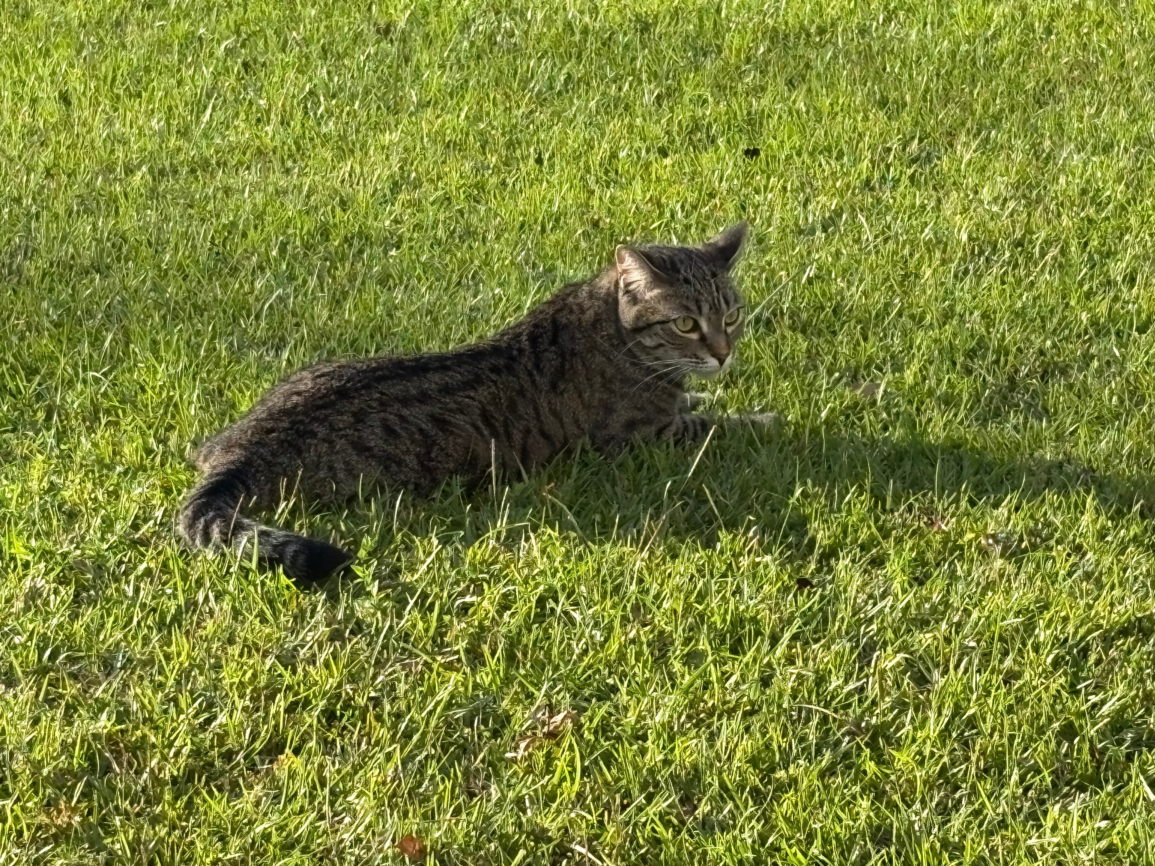 my cat | made w/ Imgflip meme maker