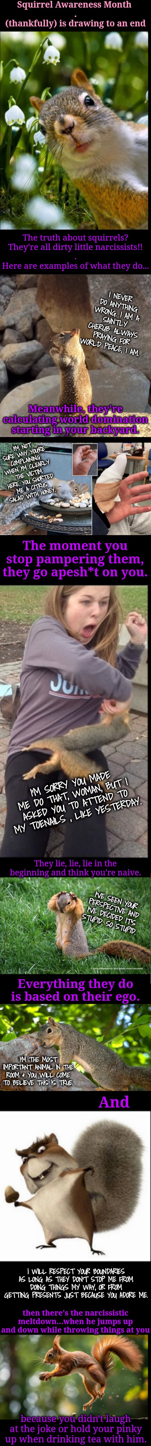 Squirrel Awareness Month: The awful truth #12 | Squirrel Awareness Month 
.
(thankfully) is drawing to an end; The truth about squirrels?
They're all dirty little narcissists!!
.
Here are examples of what they do... I NEVER DO ANYTHING WRONG. I AM A SAINTLY CHERUB. ALWAYS PRAYING FOR WORLD PEACE, I AM. Meanwhile, they're calculating world domination starting in your backyard. I'M NOT SURE WHY YOU'RE COMPLAINING WHEN I'M CLEARLY THE VICTIM HERE. YOU SHORTED ME A CITRUS SALAD WITH HONEY. The moment you stop pampering them, they go apesh*t on you. I'M SORRY YOU MADE ME DO THAT, WOMAN, BUT I ASKED YOU TO ATTEND TO MY TOENAILS , LIKE YESTERDAY. They lie, lie, lie in the beginning and think you're naive. I'VE SEEN YOUR PERSPECTIVE AND I'VE DECIDED IT'S STUPID. SO STUPID. Everything they do is based on their ego. I'M THE MOST IMPORTANT ANIMAL IN THE ROOM & YOU WILL COME TO BELIEVE THIS IS TRUE. And; I WILL RESPECT YOUR BOUNDARIES AS LONG AS THEY DON'T STOP ME FROM DOING THINGS MY WAY, OR FROM GETTING PRESENTS JUST BECAUSE YOU ADORE ME. then there's the narcissistic meltdown...when he jumps up and down while throwing things at you; because you didn't laugh at the joke or hold your pinky up when drinking tea with him. | image tagged in squirrels are narcissists | made w/ Imgflip meme maker