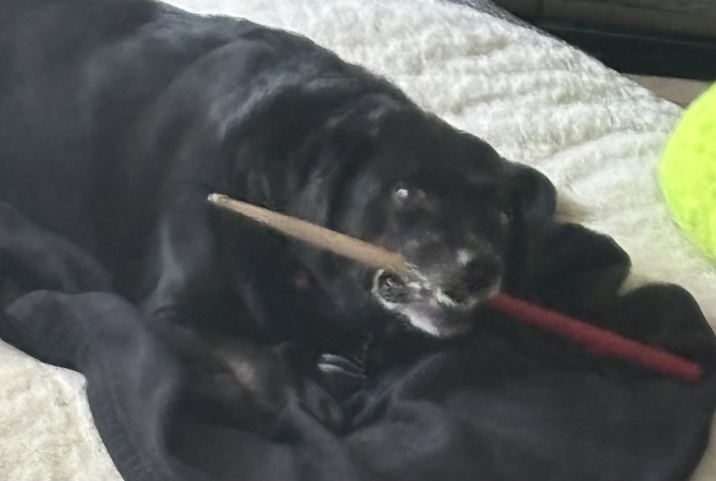 Bad Dog Blank Meme Template