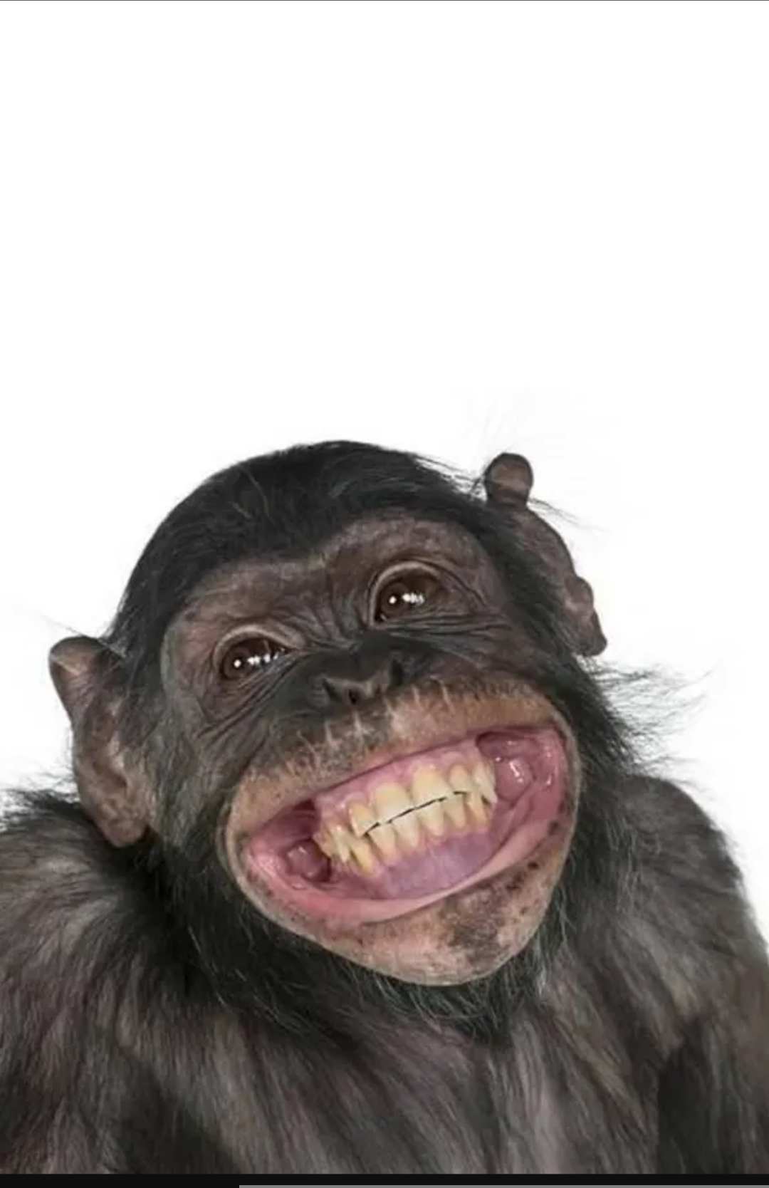 Sorry Blank Meme Template