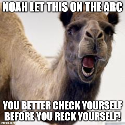 My camel meme | NOAH LET THIS ON THE ARC; YOU BETTER CHECK YOURSELF BEFORE YOU RECK YOURSELF! | image tagged in camel | made w/ Imgflip meme maker