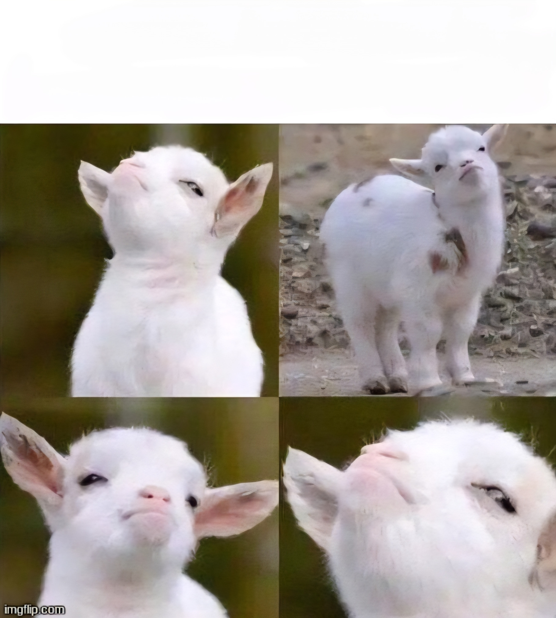 Smug goat Blank Meme Template