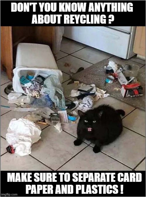 An Environmentally Aware Cat ! | DON'T YOU KNOW ANYTHING 
ABOUT REYCLING ? MAKE SURE TO SEPARATE CARD
PAPER AND PLASTICS ! | image tagged in cats,rubbish,trash,environmental | made w/ Imgflip meme maker
