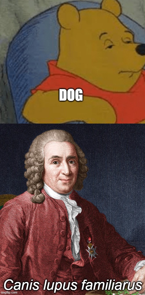 DOG Canis lupus familiarus | image tagged in memes,tuxedo winnie the pooh | made w/ Imgflip meme maker