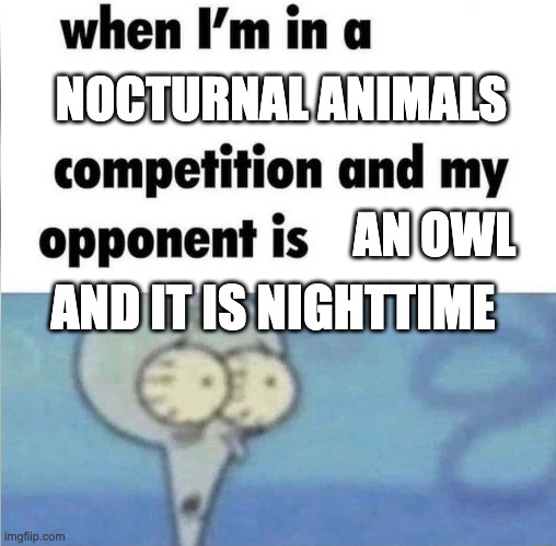 even the referee will get zero sleep | NOCTURNAL ANIMALS; AN OWL; AND IT IS NIGHTTIME | image tagged in whe i'm in a competition and my opponent is | made w/ Imgflip meme maker