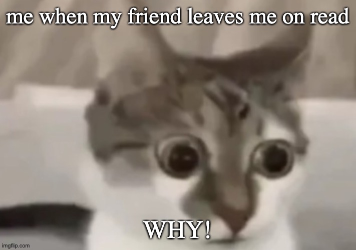 bombastic side eye cat | me when my friend leaves me on read; WHY! | image tagged in bombastic side eye cat | made w/ Imgflip meme maker