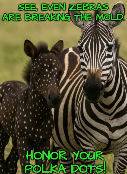 Finally, zebras stripes are no longer required to be identical. | SEE, EVEN ZEBRAS ARE BREAKING THE MOLD. HONOR YOUR POLKA DOTS! | image tagged in fly your freak flag | made w/ Imgflip meme maker