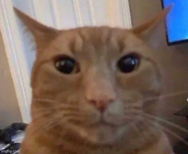 why does every time I read something like "aahhhh" i accidentally moan- | image tagged in orange cat staring,ralsei of topic | made w/ Imgflip meme maker