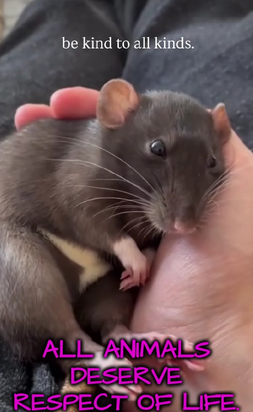Ok, ok, even rodents. But I don't want them in my house. | ALL ANIMALS DESERVE RESPECT OF LIFE. | image tagged in they can live outside thank you,dont touch them for petes sake | made w/ Imgflip meme maker