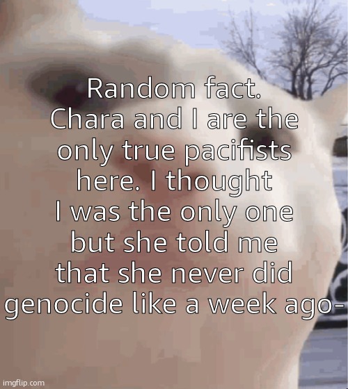 if you're genocides get away from me you disgusting pig gfdjdnnsmsnd | Random fact. Chara and I are the only true pacifists here. I thought I was the only one but she told me that she never did genocide like a week ago- | image tagged in i showed you my,ralsei of topic | made w/ Imgflip meme maker