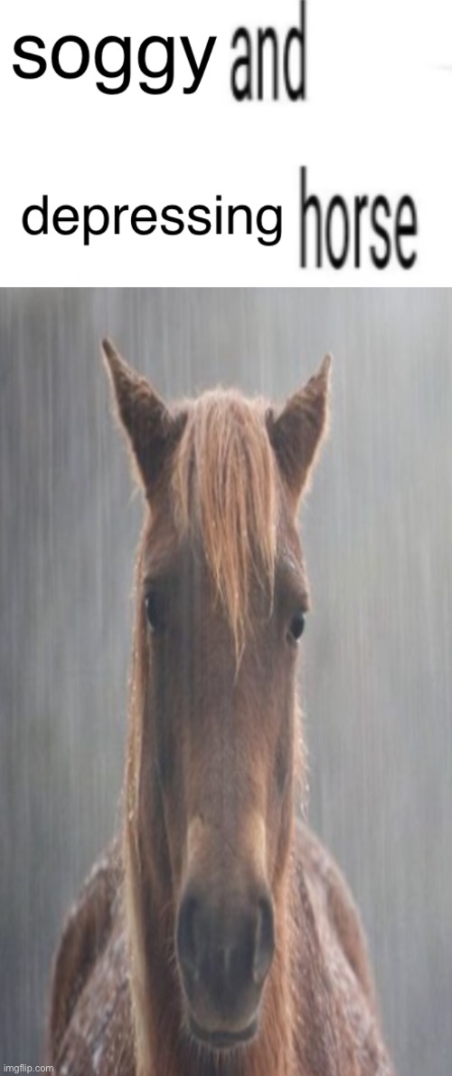 soggy and depressing horse | image tagged in soggy and depressing horse | made w/ Imgflip meme maker
